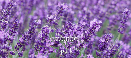 Lavender Essential Oil Scent Benefits Aromatherapy Soy Candles