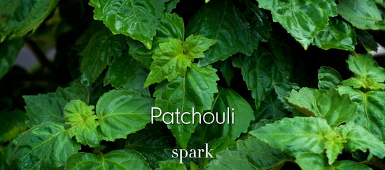 Patchouli Essential Oil Scent Benefits Aromatherapy Soy Candles