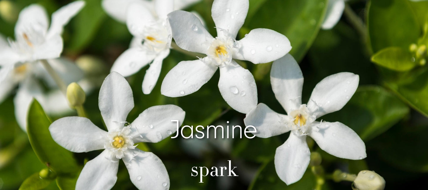 Jasmine Essential Oil Aromatherapy Scent Benefits Soy Spark Candles