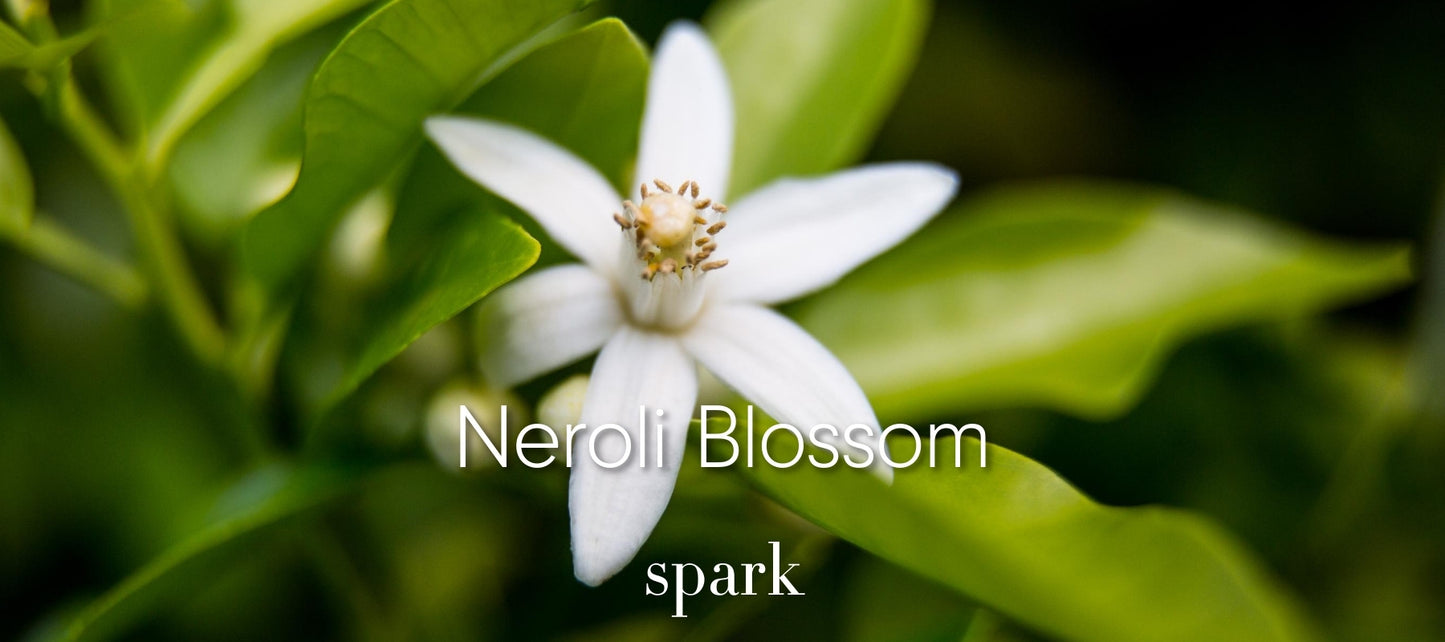 Neroli Orange Blossom Essential Oil Aromatherapy Scent Benefits Soy Spark Candles