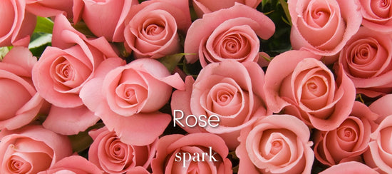 Rose Essential Oil Aromatherapy Scent Benefits Soy Spark Candles
