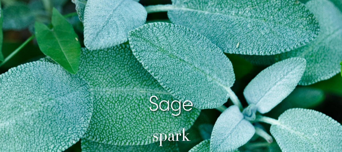 Sage Essential Oil Aromatherapy Scent Benefits Soy Spark Candles