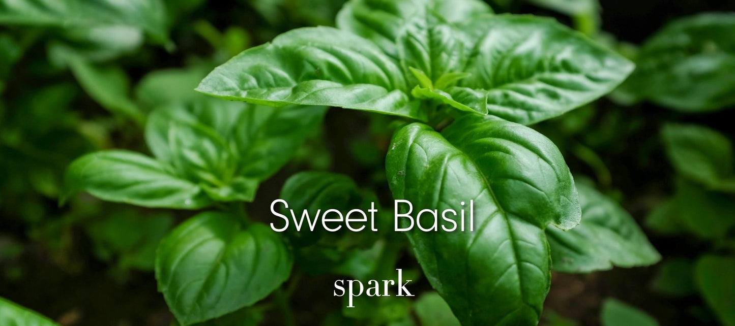Sweet Basil Essential Oil Aromatherapy Scent Benefits Spark Soy Candles