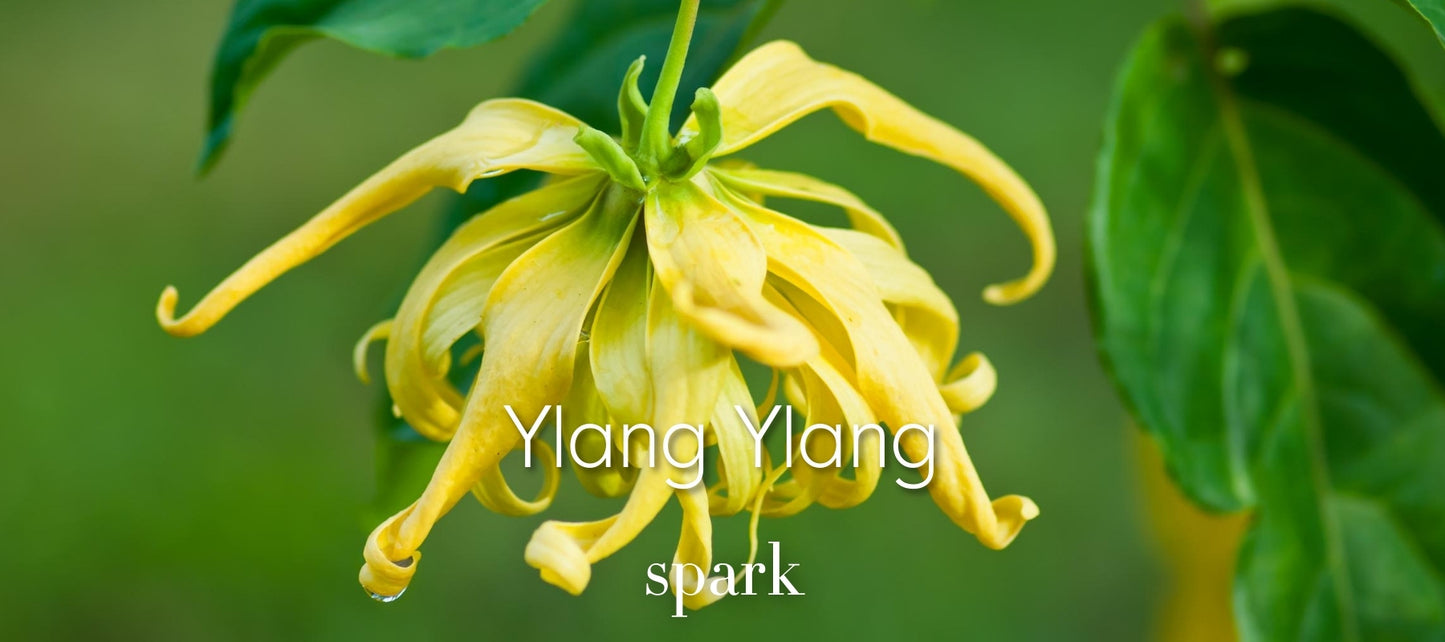 Ylang Ylang Essential Oil Aromatherapy Scent Benefits Soy Spark Candles