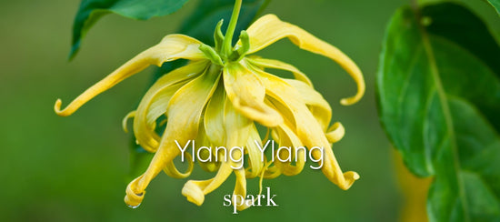 Ylang Ylang Essential Oil Aromatherapy Scent Benefits Soy Spark Candles